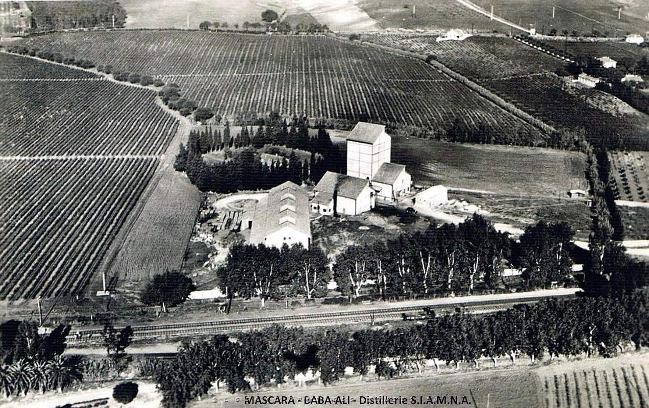 Mascara - Baba-Ali - Distillerie SIAMNA.jpg